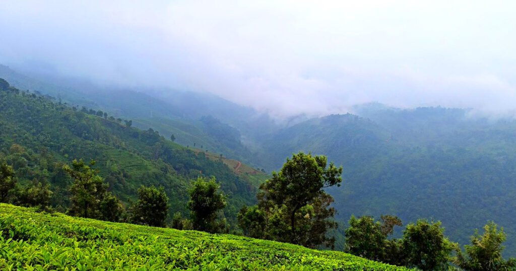 tirunelveli to coonoor drop taxi
