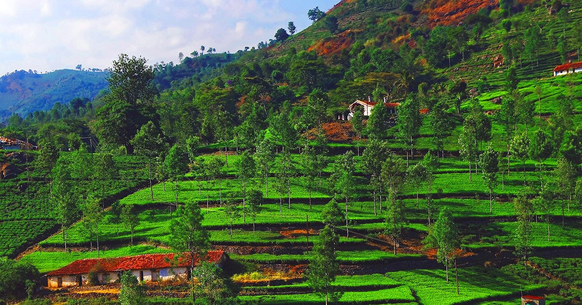 tirunelveli to kotagiri drop taxi